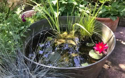 Photo of Large vessell for o/d aquarium (Flemington) #1