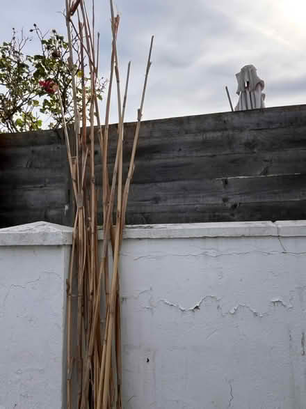 Photo of free Bamboo canes (Marlow SL7) #1