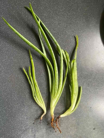 Photo of free Aloe Vera Baby’s with root (Coppetts Wood N12) #1