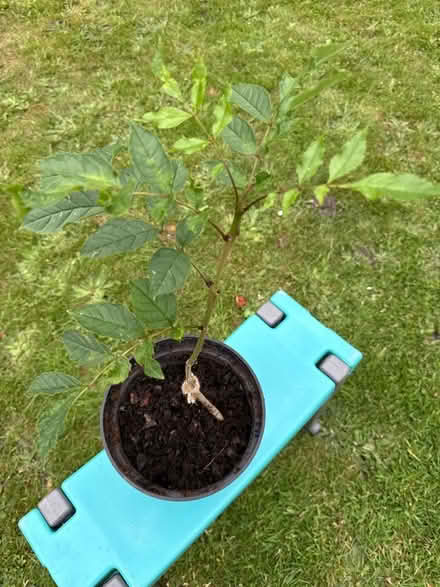 Photo of free Ash tree sapling (Norbury CR7) #1