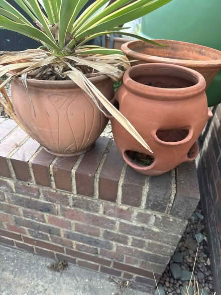 Photo of free Pots (Barnes SW13) #1