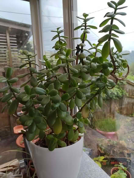 Photo of free Big healthy jade plant (Pantperthog SY20) #3