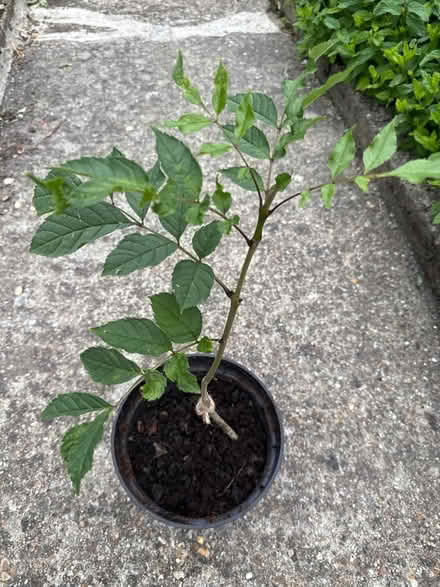 Photo of free Ash tree sapling (Norbury CR7) #2