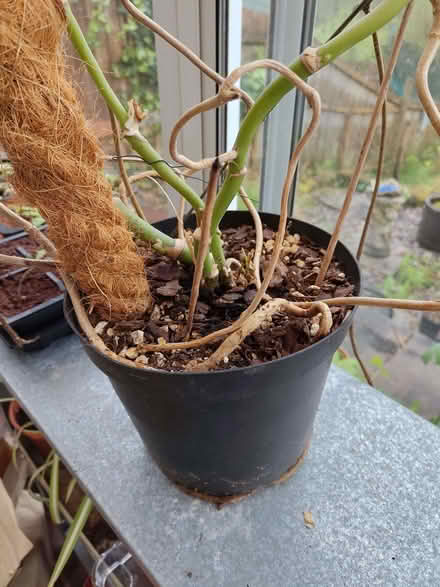 Photo of free Large monkey puzzle plant (Pantperthog SY20) #2