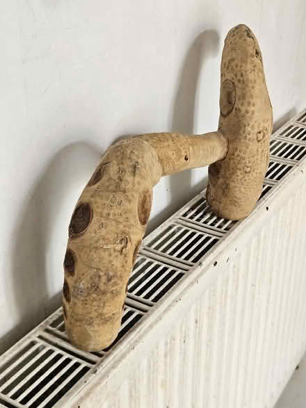 Photo of free Reptile tank furniture (Polwarth EH11) #2
