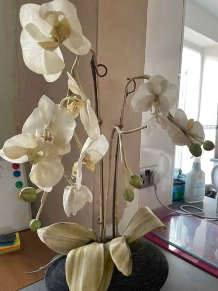 Photo of free Plastic plant (Chessington KT9) #1