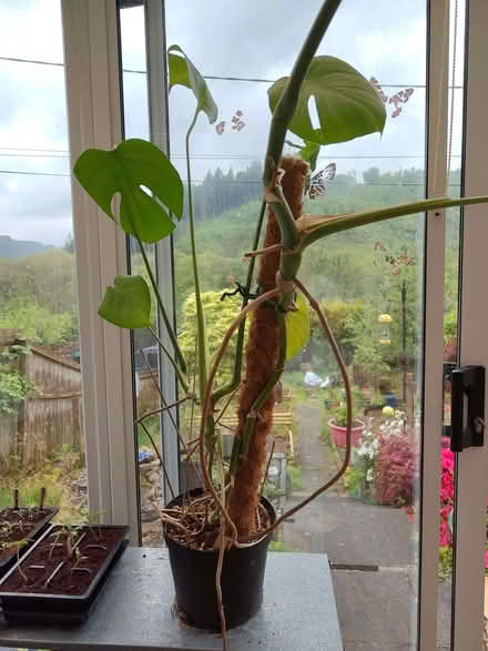 Photo of free Large monkey puzzle plant (Pantperthog SY20) #3