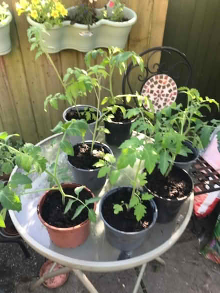 Photo of free Tomato plants (Barnton CW8) #2