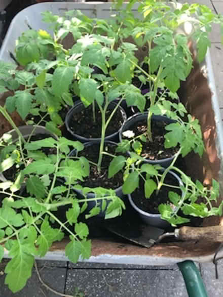 Photo of free Tomato plants (Barnton CW8) #1