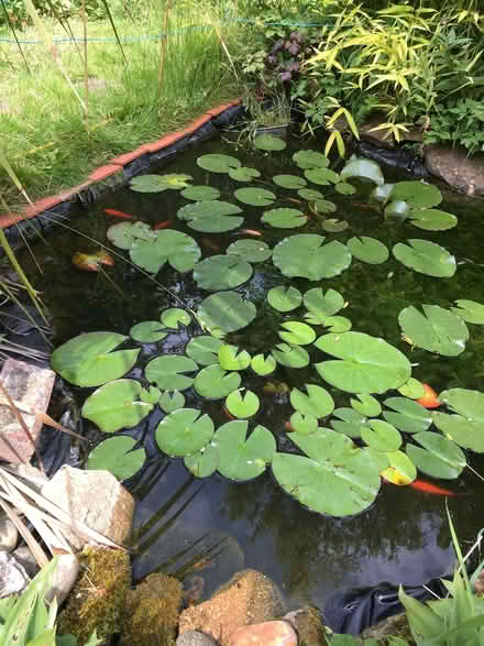 Photo of free Water lilies (New Marston OX3) #1