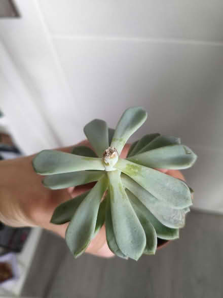 Photo of free Succulent plant (Golders green NW11) #3