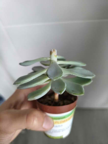 Photo of free Succulent plant (Golders green NW11) #2