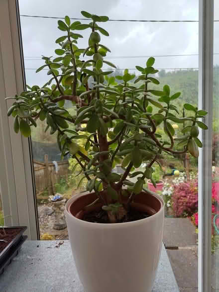 Photo of free Big healthy jade plant (Pantperthog SY20) #1