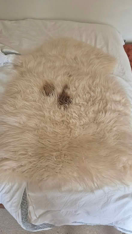 Photo of free Small sheepskin rug (Winchester) #1