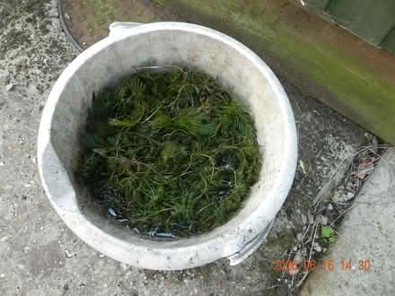 Photo of free pond weed (Earls Colne CO6) #1