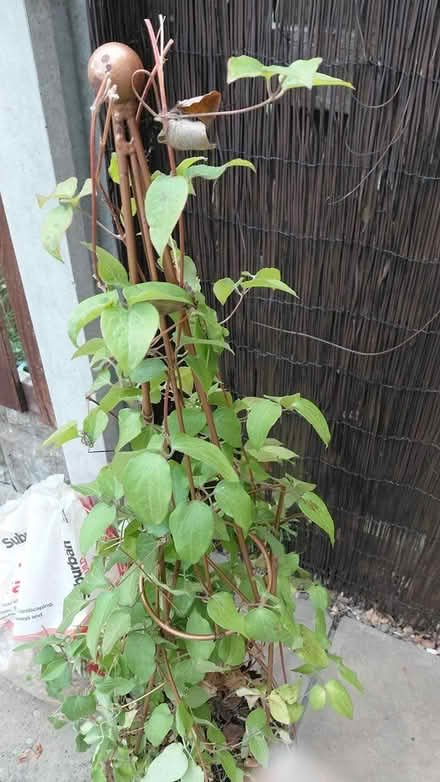 Photo of free Clematus plant (Sheffield S12) #3