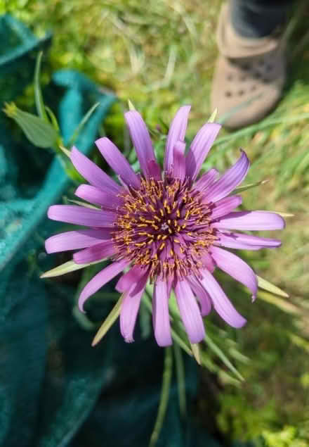 Photo of free Salsify seeds (Rowde SN10) #1