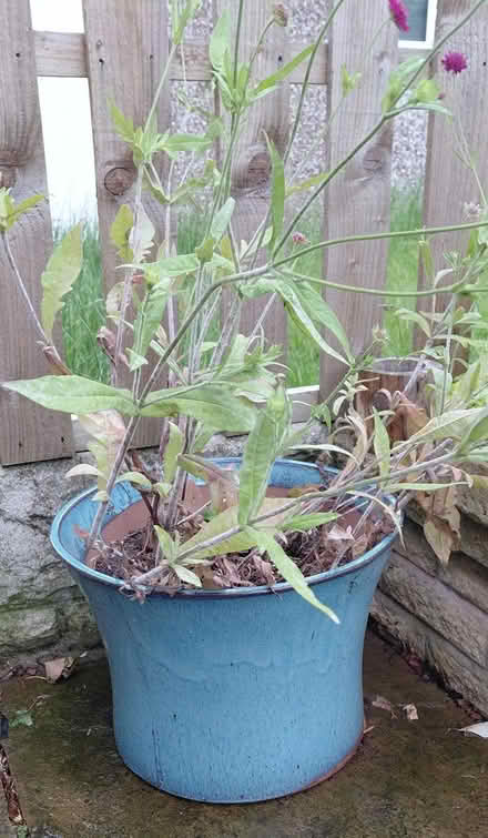 Photo of free Ceramic pot (Sheffield S12) #1