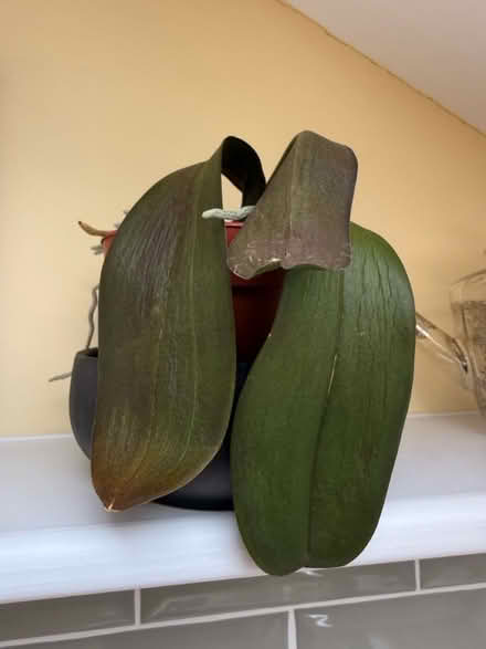 Photo of free Can you save an Orchid plant? (Hampstead Heath) #3