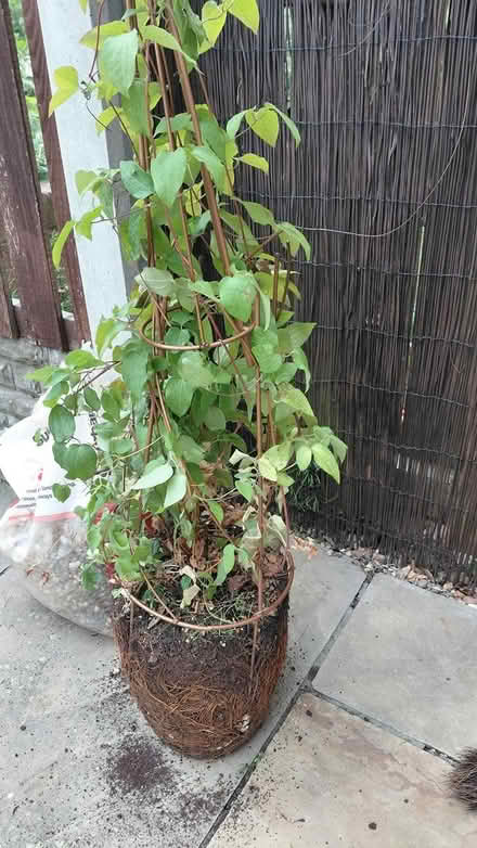 Photo of free Clematus plant (Sheffield S12) #1