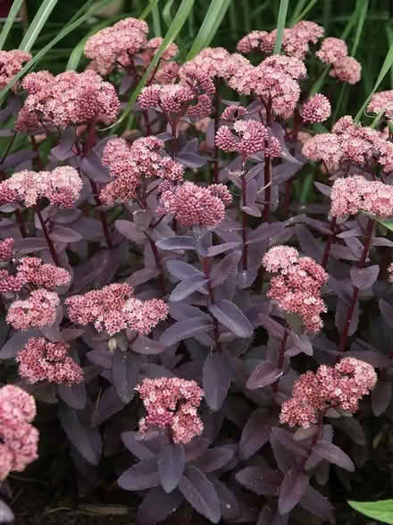 Photo of Sedum telephium ‘Purple Emperor’ (Toronto Bathurst and Eglinton) #1