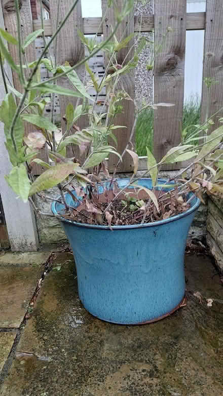 Photo of free Ceramic pot (Sheffield S12) #2