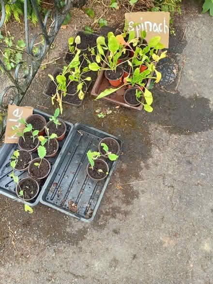 Photo of free Spinach Beet & Kale seedlings (Presteigne LD8) #1