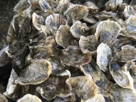 Photo of oyster shells (Sunnyvale CA) #2