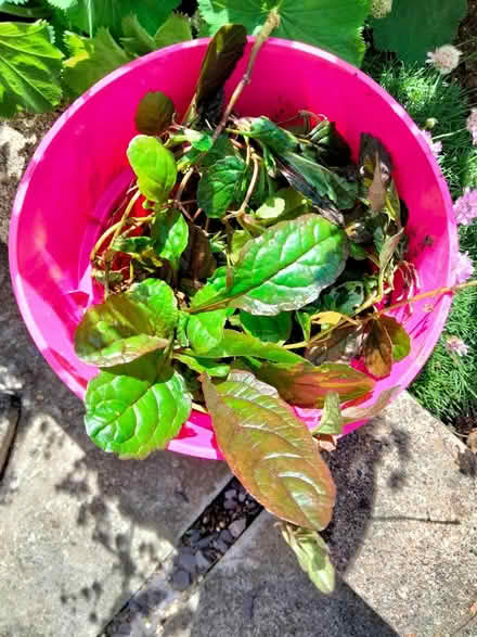 Photo of free Young Ajuga plants (Shenley Lodge MK5) #1