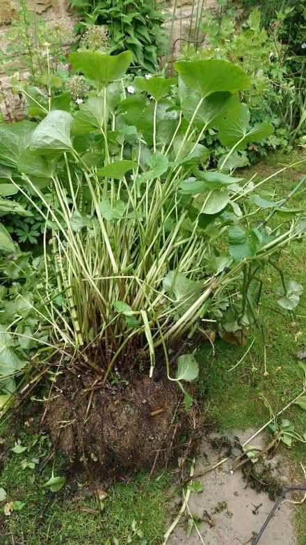 Photo of free Pond plants (Chapel Allerton, Leeds LS7) #2
