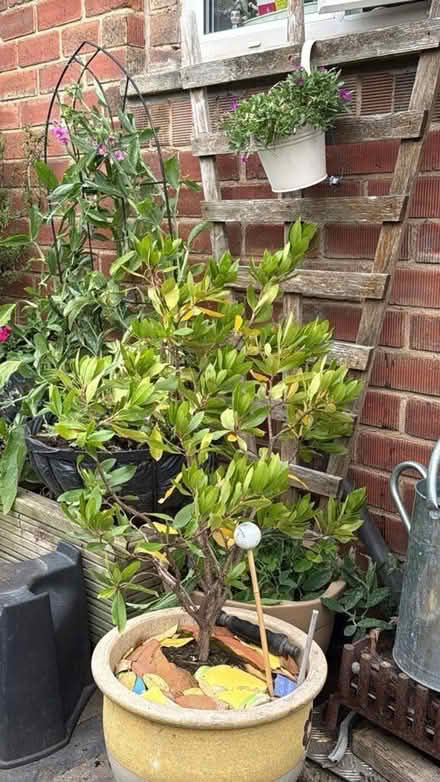 Photo of free Strawberry tree (Agar Nook LE67) #1