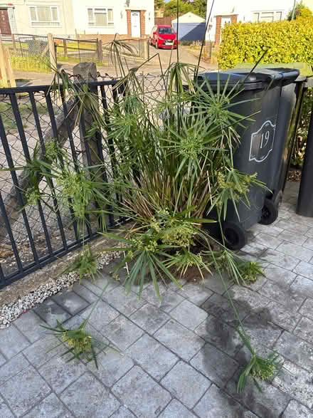 Photo of free Garden Plant (BH11) #1