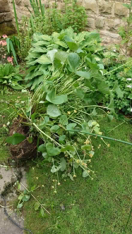 Photo of free Pond plants (Chapel Allerton, Leeds LS7) #1
