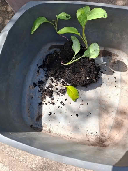 Photo of free Cauliflower transplants (Ledbury, HR8) #1
