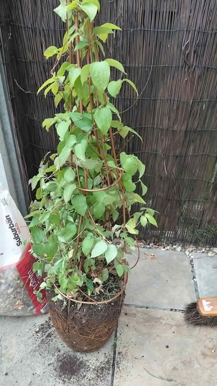 Photo of free Clematus plant (Sheffield S12) #2