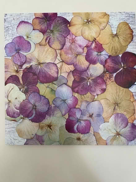 Photo of free 2x Purple hydrangeas canvases (Maidstone ME158) #1
