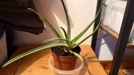 Photo of free Aloe Vera plants (Springbank, GL51) #1