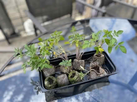 Photo of free Live plants — yellow grape tomato (Bloor Lansdowne) #1