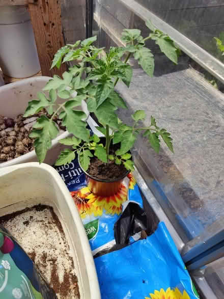 Photo of free Tomato plant (birstall LE4) #1