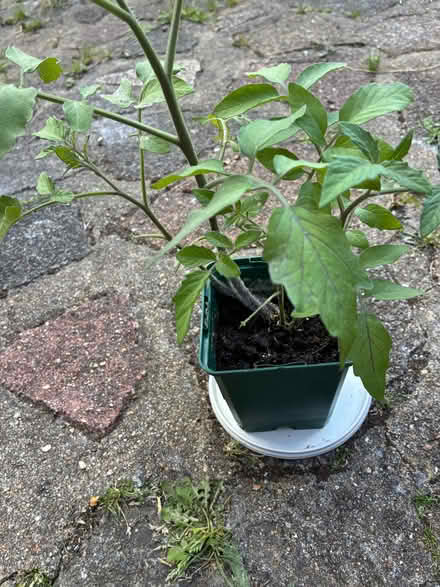 Photo of free Tomato plants (Molesey KT8) #1