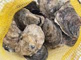 Photo of oyster shells (Sunnyvale CA) #1