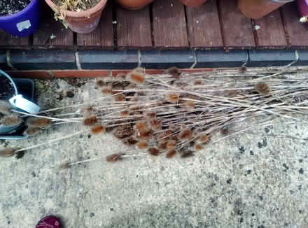 Photo of free Teasles (Farmoor OX2) #1