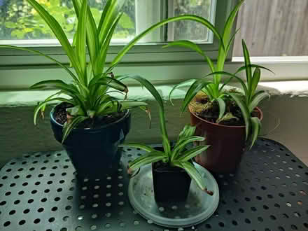 Photo of free Spider plants (Oakland - Rockridge/Temescal) #1