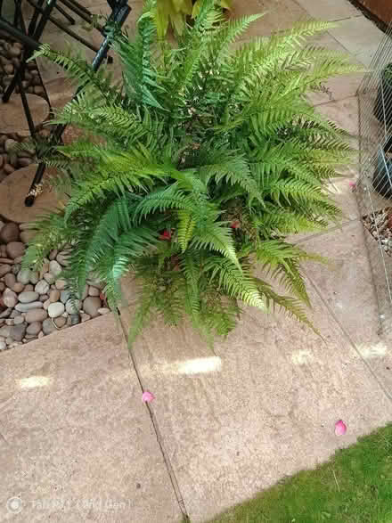 Photo of free Two healthy patio plants (Minster Lovell) #2