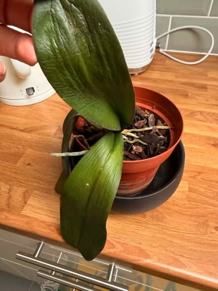 Photo of free Can you save an Orchid plant? (Hampstead Heath) #1