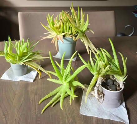 Photo of free Aloe plants (Sterling Heights) #1