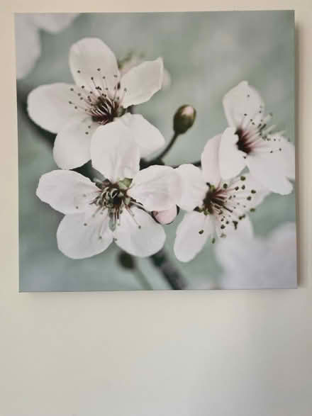 Photo of free Green/white flower canvas (Maidstone ME158) #1