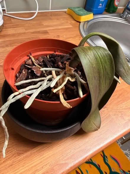 Photo of free Can you save an Orchid plant? (Hampstead Heath) #2
