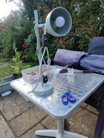 Photo of free Table lamp (Eltham SE9) #1