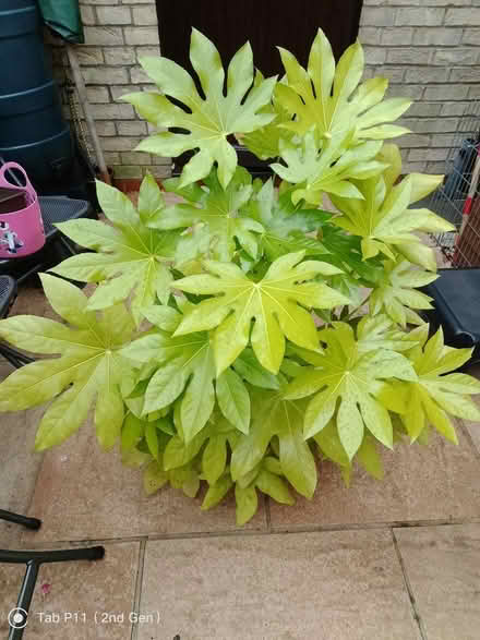 Photo of free Two healthy patio plants (Minster Lovell) #1